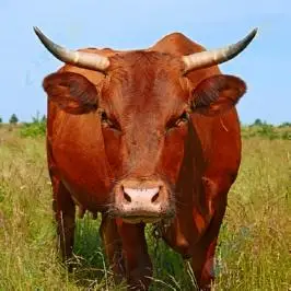 草丛中可爱大黄牛高清图片下载