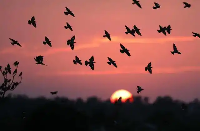 海南东寨港再现"万鸟归巢"盛况|自然保护区|陈松|候鸟_网易订阅