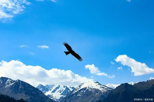 翱翔于蓝天的雄鹰