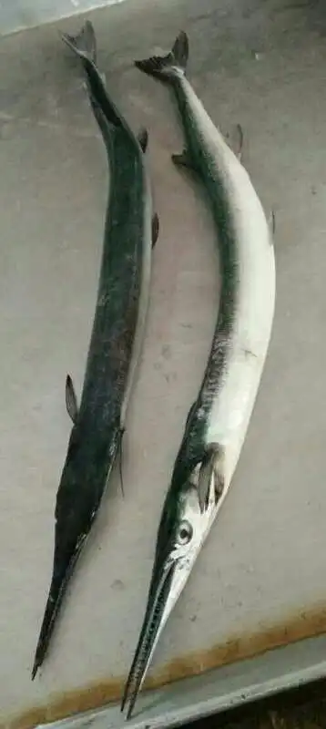 展开全部 这是鳄形圆颌针鱼.红烧