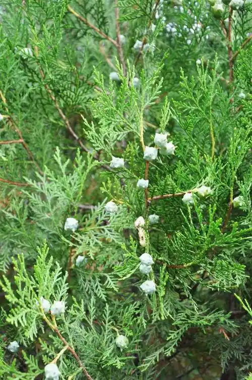 【侧柏苗 扁柏小苗龙柏嫁接苗蜀桧苗绿化工程苗木】价格_批发_厂家_参