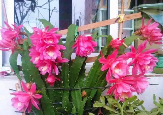 令箭荷花公母枝条怎么修剪,令箭荷花的养护技巧