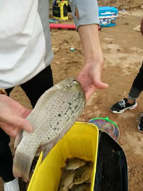 水库特有的花鲷(白罗非)