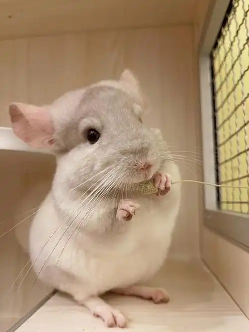 但挺会摆动作大尺码模特#我家宠物好可爱  #我的萌宠  #龙猫