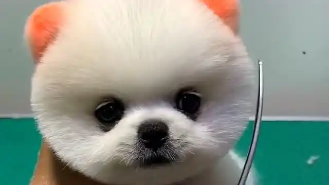 博美犬真的太可爱了,剪一个圆圆的发型,你就是这条街最靓的崽!