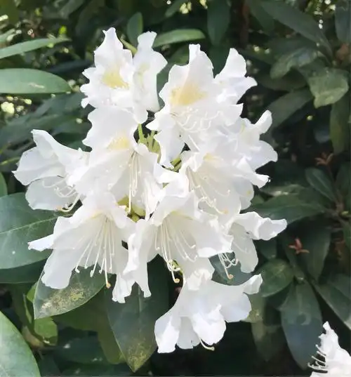 东欧初夏之杜鹃花