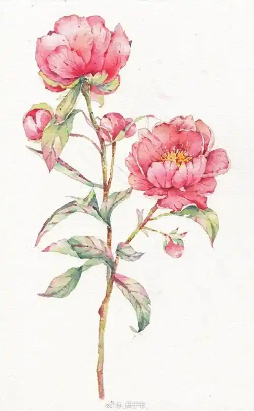 花朵水彩画图片 花朵水彩画图片 入门 简单 初学者
