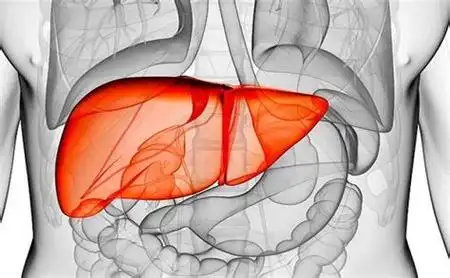 肝区疼痛位置示意图片