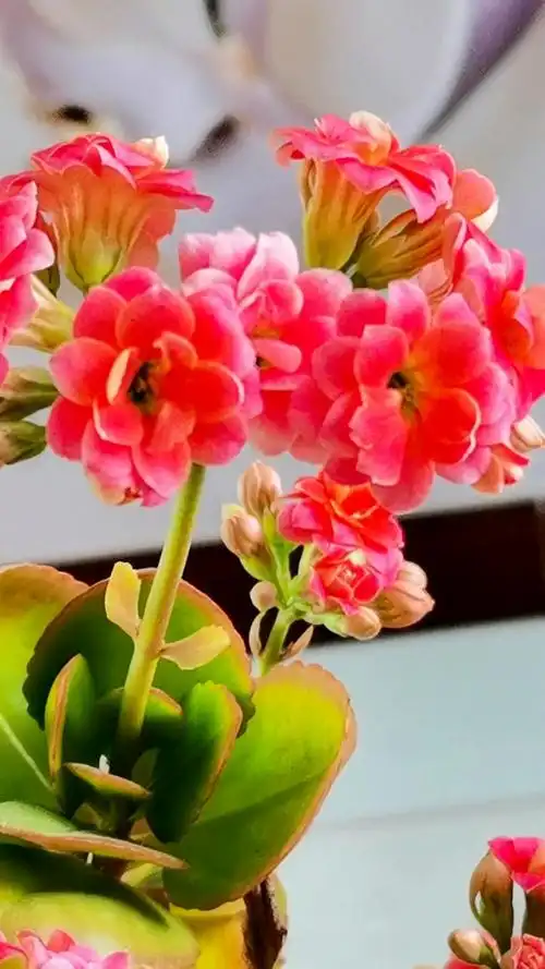 长寿之花,见者:吉祥安康,四季发财.