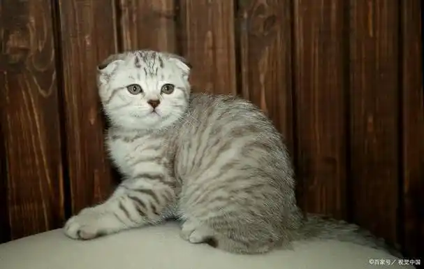 一直存在着争议:银渐层猫究竟是英国短毛猫还是美国短