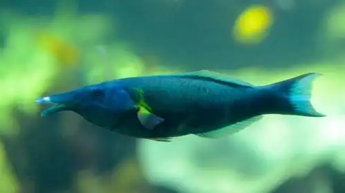 (雌性) 杂色尖嘴鱼    gomphosus varius  ,俗称  尖嘴青龙