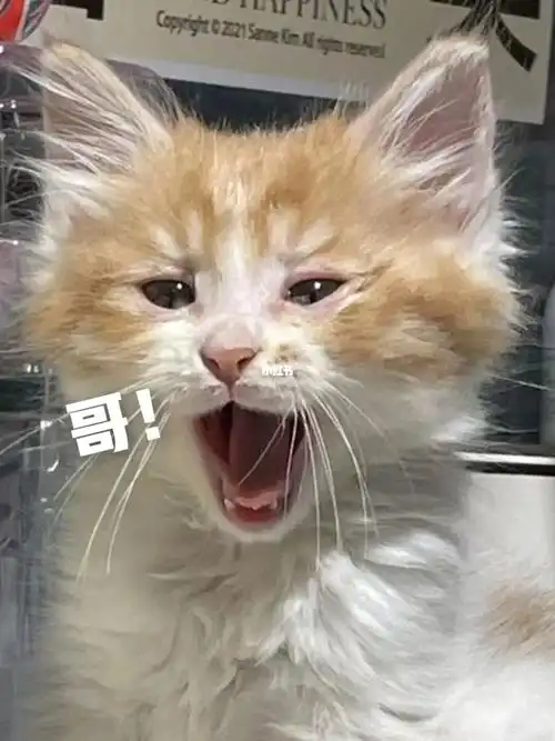 小奶猫  #办公室养猫  #关爱流浪猫  #猫咪日常  #薯队长@宠问眄
