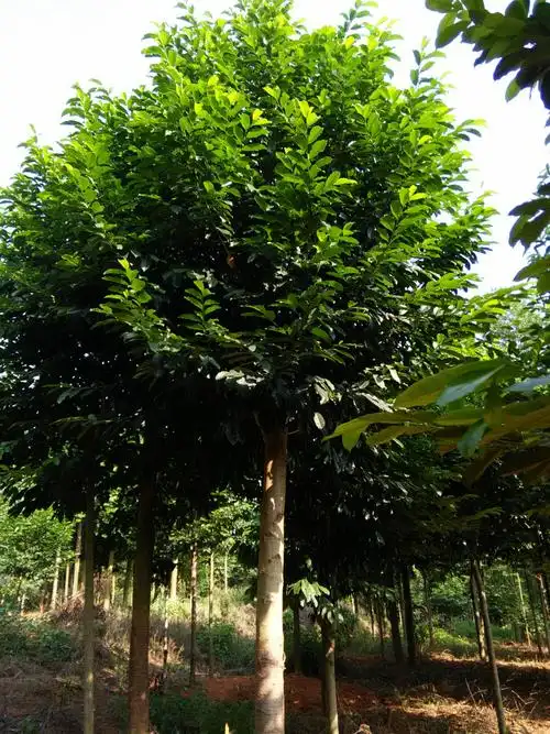 乐昌含笑树(乐昌含笑和深山含笑的区别)