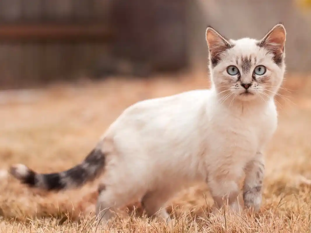 白色小猫步行,看 壁纸