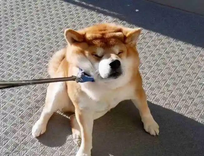 柴犬吐舌头笑是因为他真的贱吗?