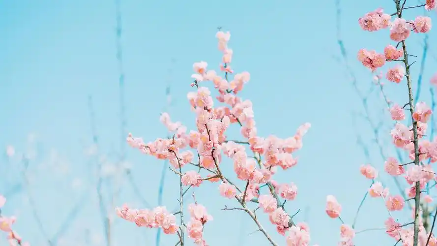 小清新桃花唯美写真,高清图片,电脑桌面-壁纸族