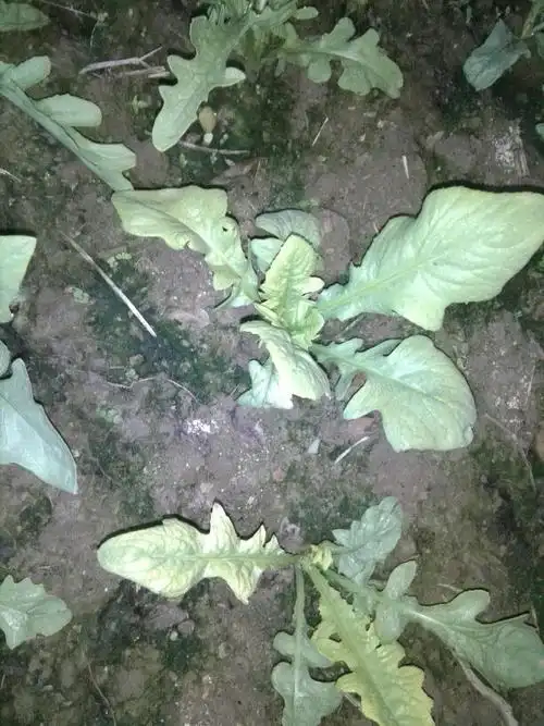 苦麦菜黄叶是什么病