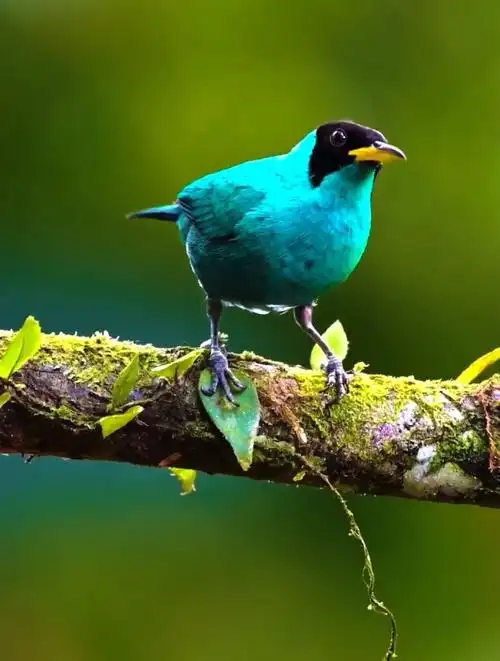 在枝头的小鸟,搭配的颜色太美了-度小视