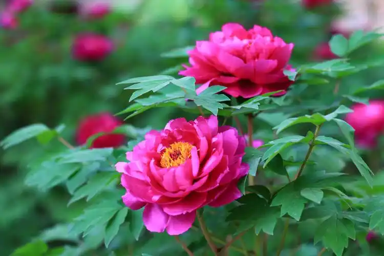 位于鄠邑区环山路边的阿姑泉牡丹园近期牡丹盛开,是赏花踏青,旅游