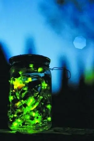 [湖北]武汉现最大萤火虫种群 超10年发现量总和