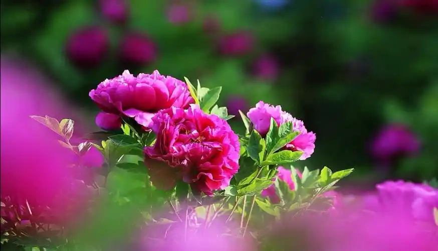 五月牡丹,古城最美的花