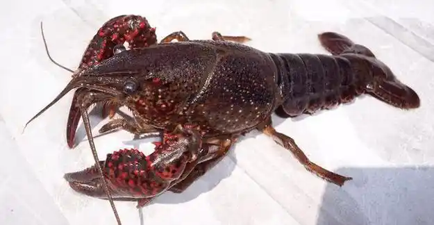 和他一样是水域内国外入侵物种的还有鳄雀鳝,看他名字都知道,这家伙