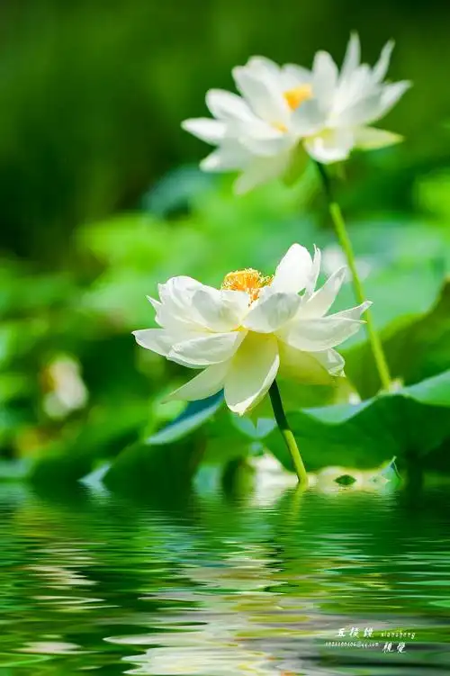 《荷花》查看大图曝光:1/640 sec光圈:f3.