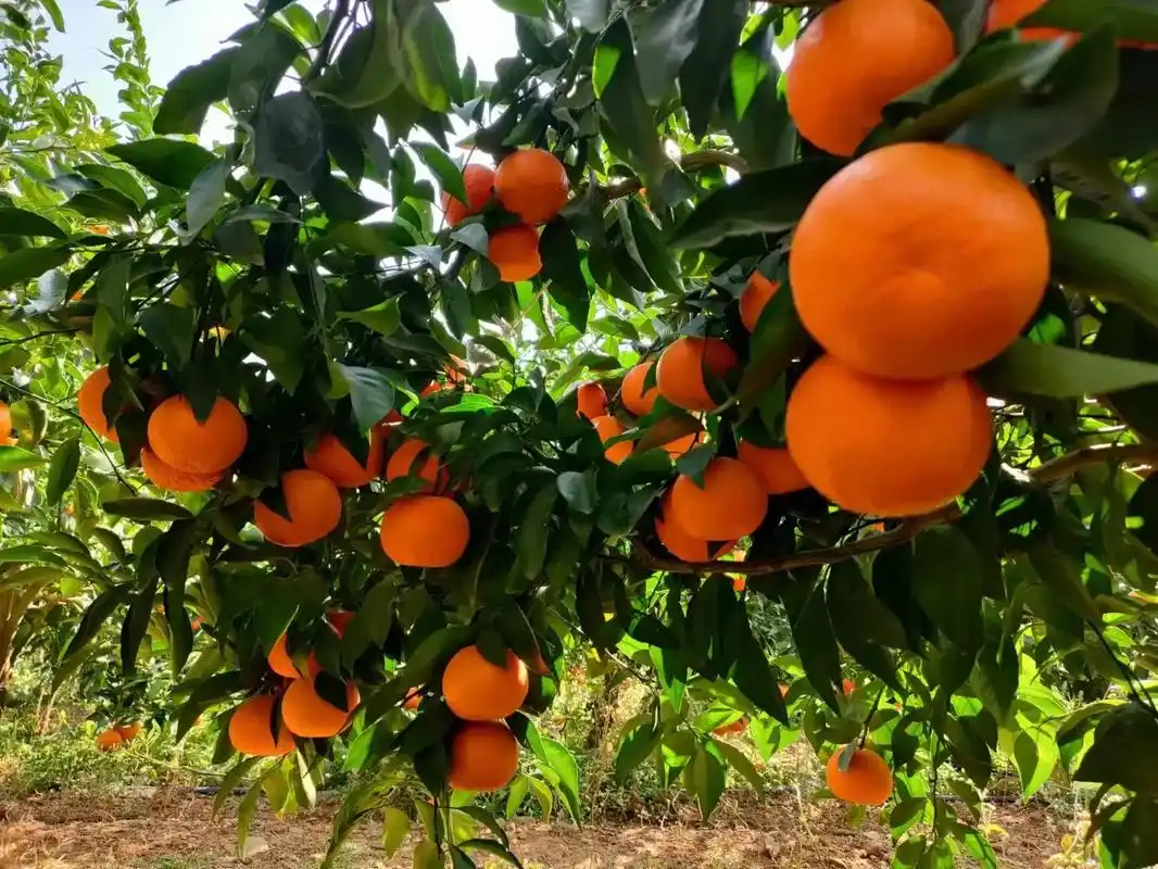 同城热门 #优质农产品 #沃柑 #云南沃柑 #自家果园 优 - 抖音
