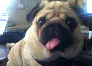 卖萌的秘诀,就是一定要吐舌头,所以这不是二,这是萌