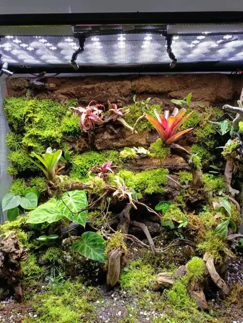 雨林缸开缸二个月记录一下