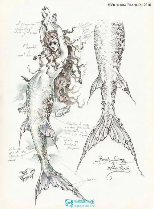 绘画素材 | 关于美人鱼的设计绘制画法!