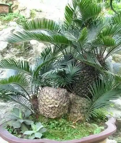 它的"别名"可真多,造型好气势更"蓬勃",怎么制作苏铁盆景?