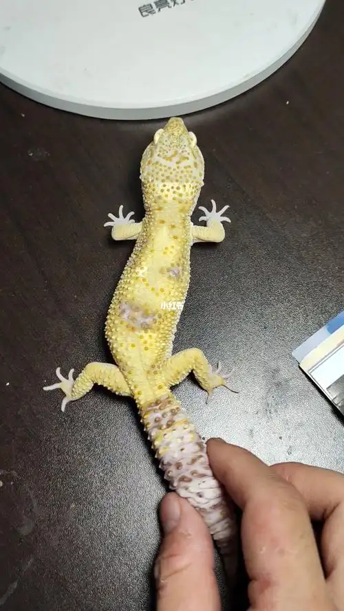 豹纹守宫靓仔柠檬霜