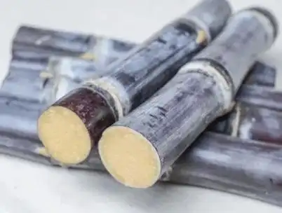 廉江人严重可致命这样的甘蔗千万不要吃