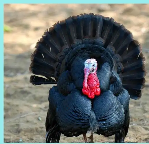 山东销售贝蒂娜青铜尼古拉火鸡苗