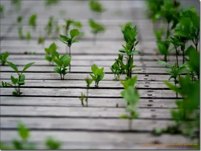 标题:如何来拯救你,长错地方的小树苗!---秘密花园(4p)