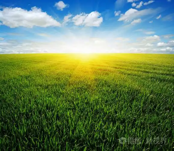 绿色的田野蓝色的天空和太阳