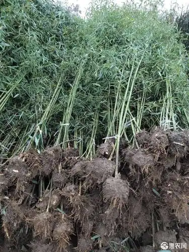 [早园竹批发] 早园竹苗 早园竹 早园竹苗基地 早园竹苗价格 竹苗批发