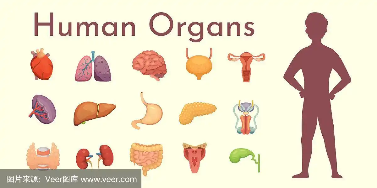 人体解剖学人体解剖学人体生物器官:心,脑,肺,肝,胃,肾及其他器官.