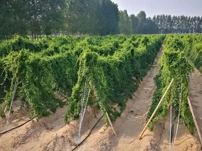 庞冲返乡种山药,圆了绿色种植梦