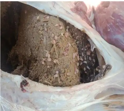 羊群有哪些常见的寄生虫病?如何进行治疗?_伊维_驱虫_发病率