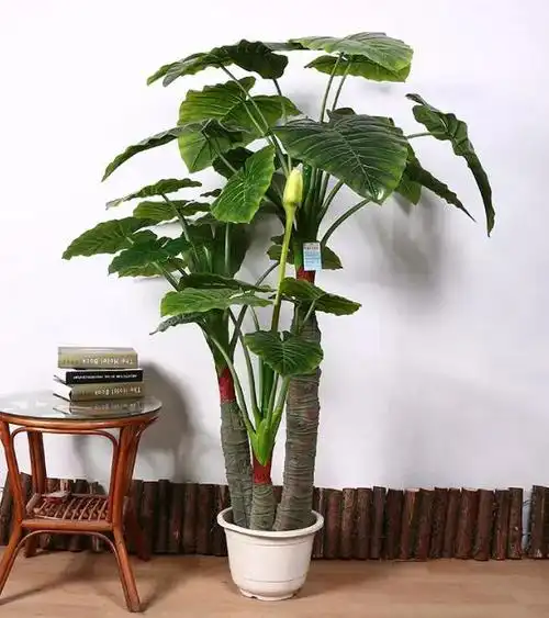 适合放办公室的大盆绿植