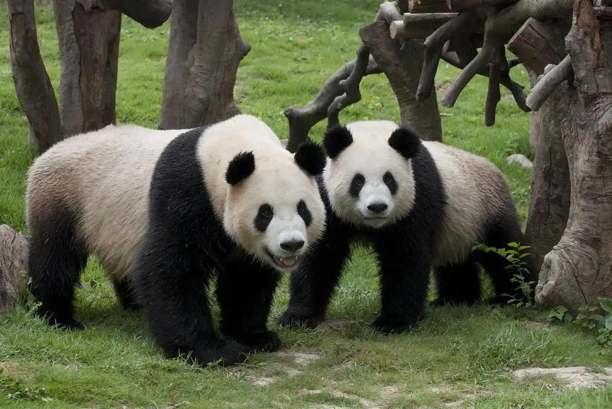 长隆野生动物世界,这个夏日的必去之地 广州一景区,汇集了500多种,2万