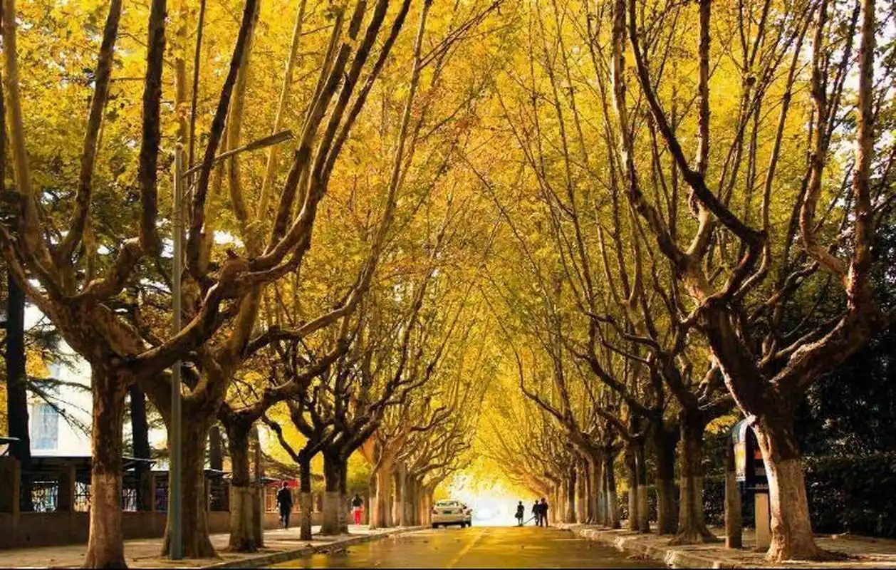 某某梧桐道原来真的存在  她们说 江苏有白马弄堂 南师附中也有三号路