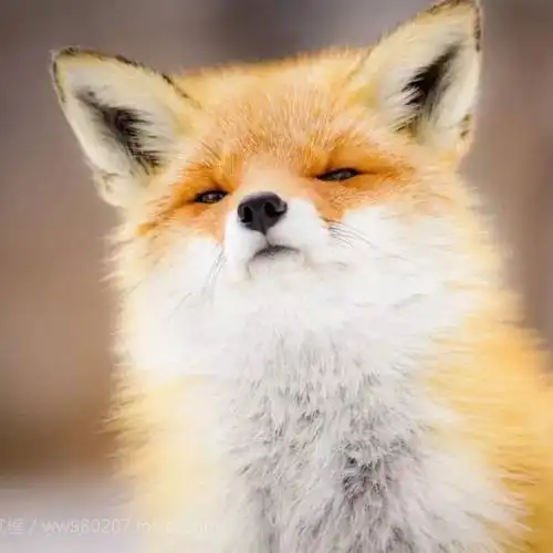 可爱狐狸头像不定期更