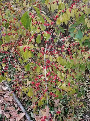 金银花果实,一串串