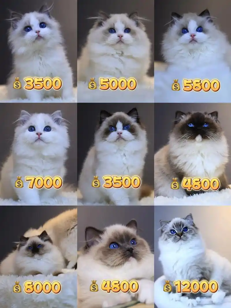 一只纯种的布偶猫多少钱?第2期布偶猫找家