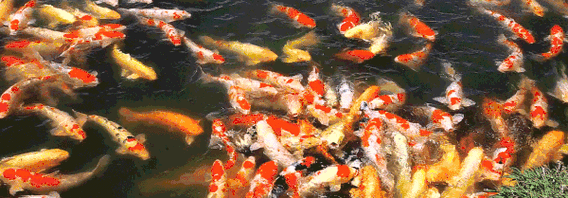 锦鲤,从性爱象征到网红吉祥物