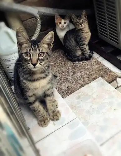 土猫界的美短!高颜值五个月双胞胎花梨弟弟三花妹.