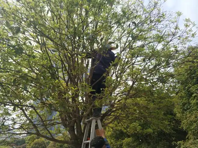 2.园林:修剪桂花.